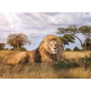 Puzzle 1000 The king